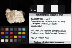 Foto (Objket + Etiketten) von Ululapagurus oroszyi (Fraaije et al., 2019) 